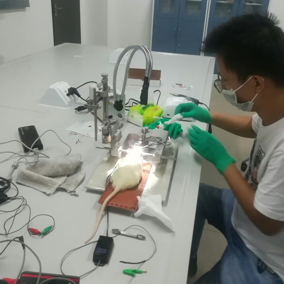 #Animalelectrophysiology #PainManagement #Apnea #Seizure #LowerLimpControl #Locomotion #Alzheimer #Parkinson #BladderControl #Epilepsy #UpperLimbControl #CentralAuditoryProcessingDisorder (CAPD) #Singleunite #singleneuron #animalelectrophysiology #fieldpotential #electrophysiology #science # neurotransmitter #freelymoving #kindling #slicerecording #extracellular #Patchclamp #intracellular #animallab #invivo #invitro #neuroscience #animalmodel #electrophysiologyrecording #electrophysiological #SNR #NCV #LTP #LFP #ecg #ecog #ERP #steriotaxic #amplifier